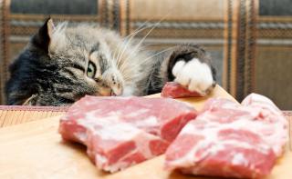 Katze und Fleisch