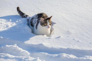 Katze im Schnee